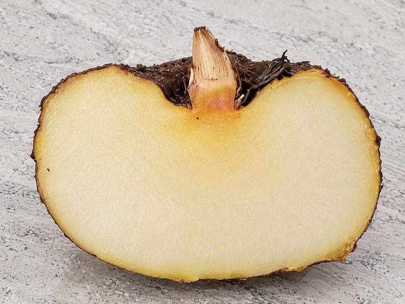 Tubérculo de konjac cortado ao meio, com a polpa clara à mostra